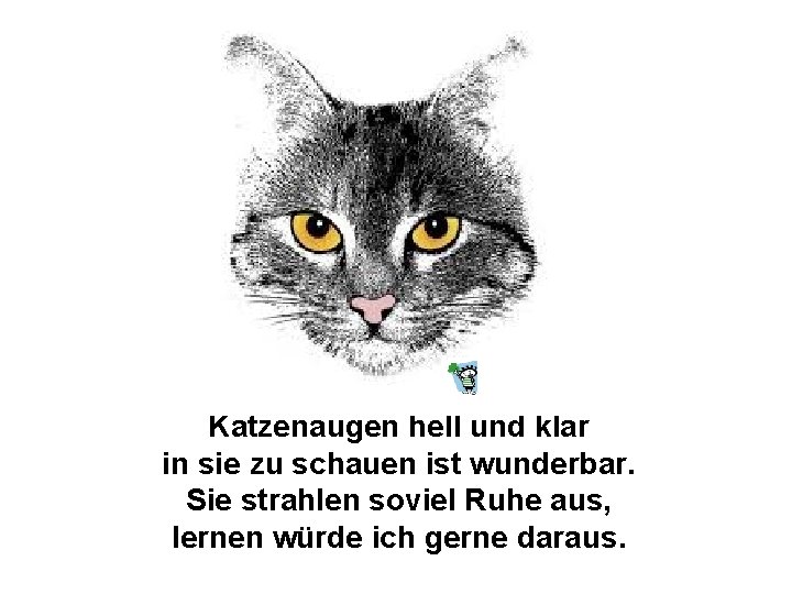 Katzenaugen hell und klar in sie zu schauen ist wunderbar. Sie strahlen soviel Ruhe