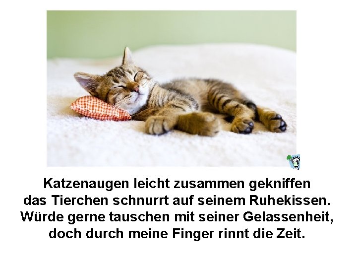 Katzenaugen leicht zusammen gekniffen das Tierchen schnurrt auf seinem Ruhekissen. Würde gerne tauschen mit