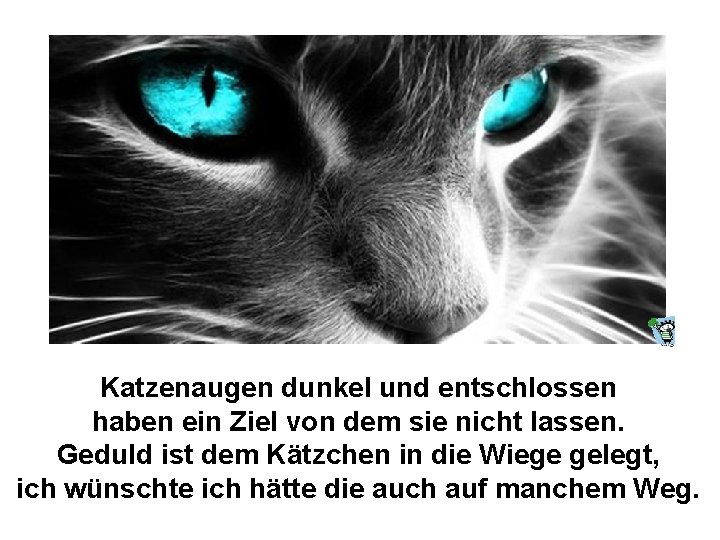 Katzenaugen dunkel und entschlossen haben ein Ziel von dem sie nicht lassen. Geduld ist