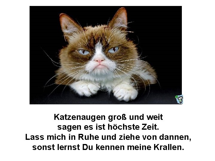 Katzenaugen groß und weit sagen es ist höchste Zeit. Lass mich in Ruhe und