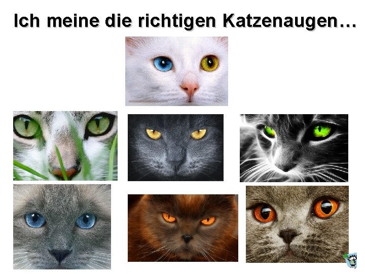 Ich meine die richtigen Katzenaugen… 