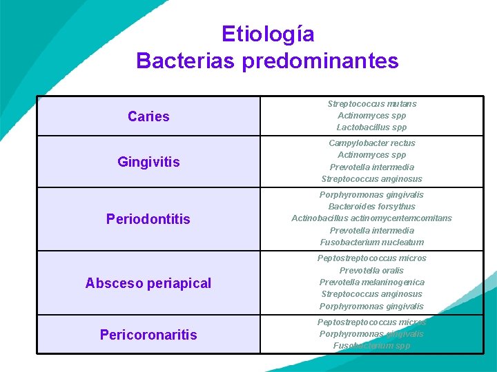 Etiología Bacterias predominantes Caries Streptococcus mutans Actinomyces spp Lactobacillus spp Gingivitis Campylobacter rectus Actinomyces
