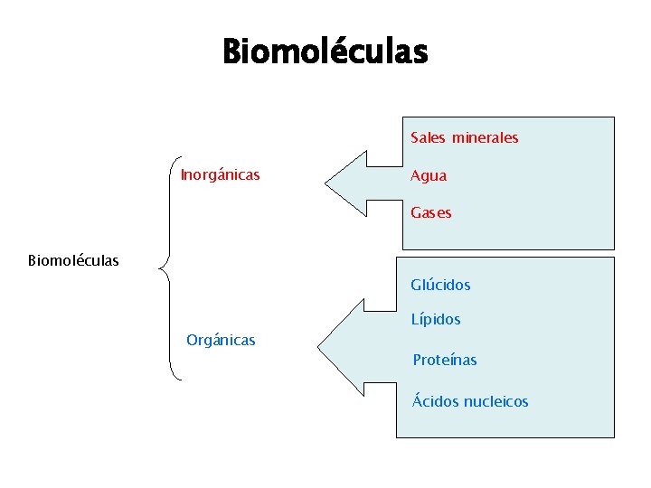 Biomoléculas Sales minerales Inorgánicas Agua Gases Biomoléculas Glúcidos Orgánicas Lípidos Proteínas Ácidos nucleicos 