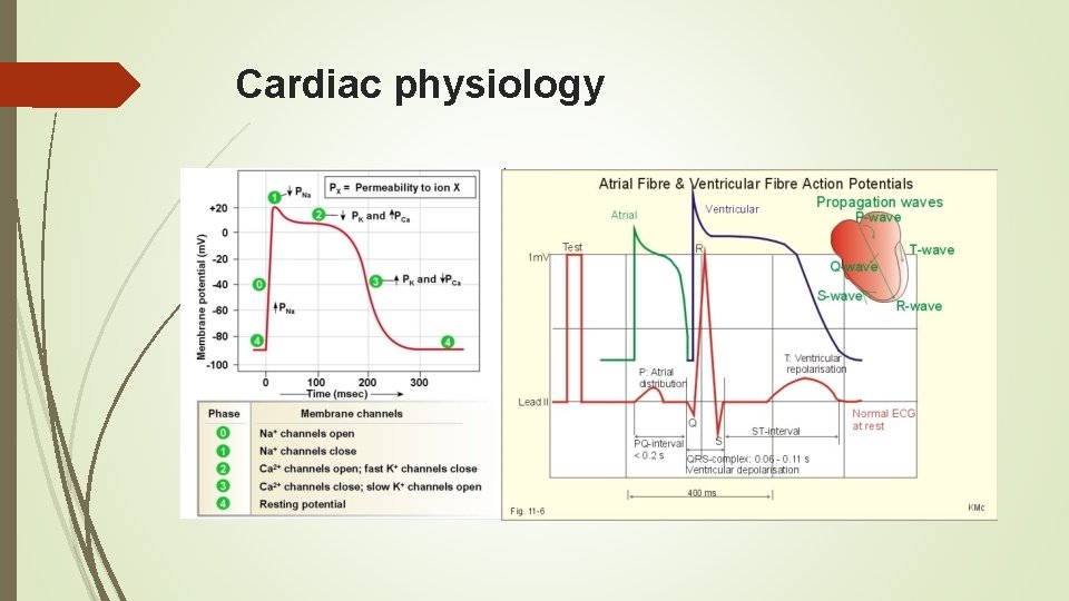 Cardiac physiology 