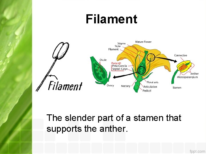 Filament The slender part of a stamen that supports the anther. 