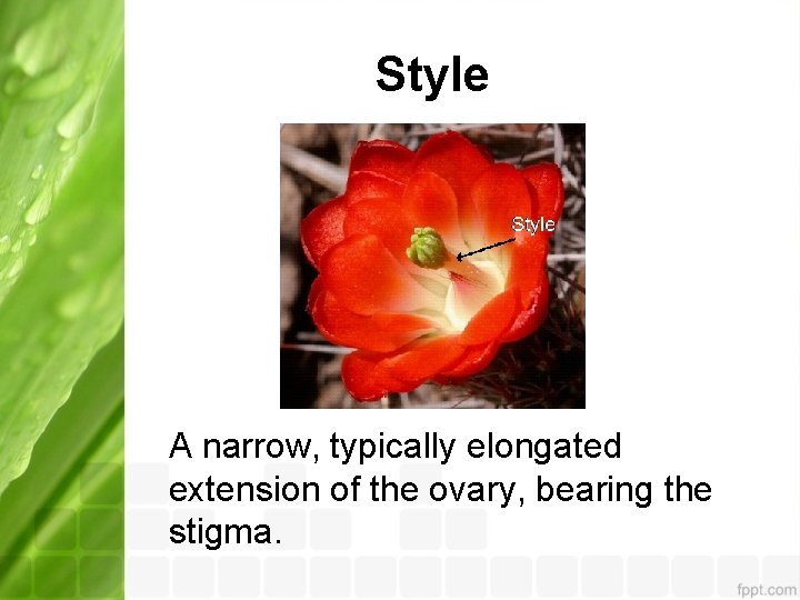 Style A narrow, typically elongated extension of the ovary, bearing the stigma. 