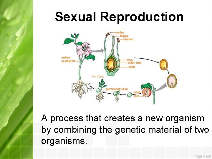 Sexual Reproduction A process that creates a new organism by combining the genetic material