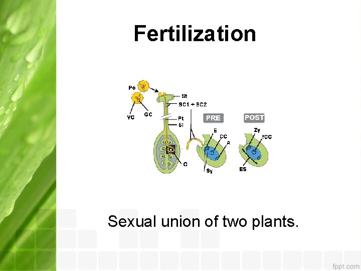Fertilization Sexual union of two plants. 