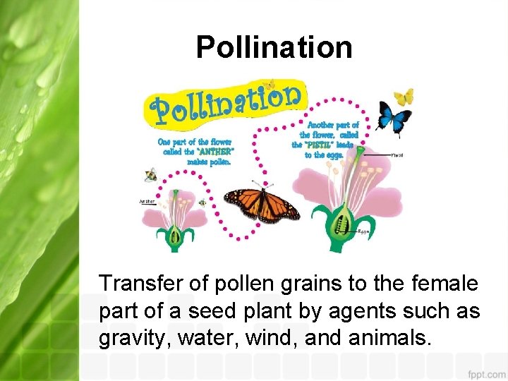 Pollination Transfer of pollen grains to the female part of a seed plant by