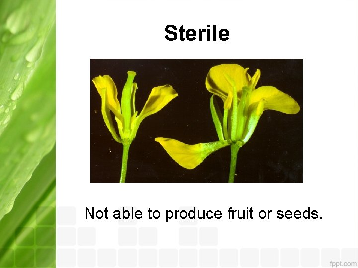 Sterile Not able to produce fruit or seeds. 