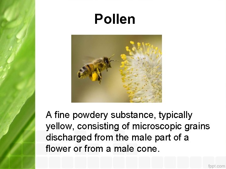 Pollen A fine powdery substance, typically yellow, consisting of microscopic grains discharged from the