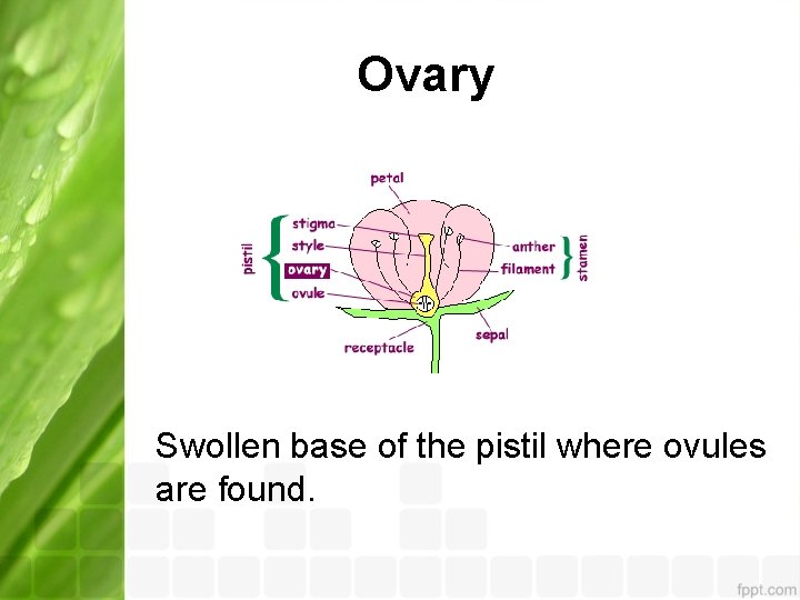 Ovary Swollen base of the pistil where ovules are found. 