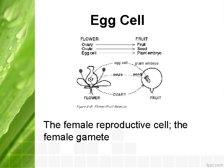 Egg Cell The female reproductive cell; the female gamete 