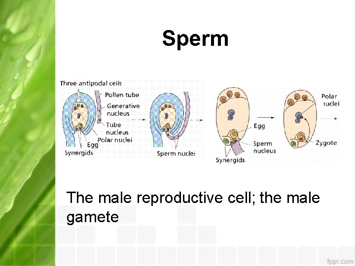 Sperm The male reproductive cell; the male gamete 