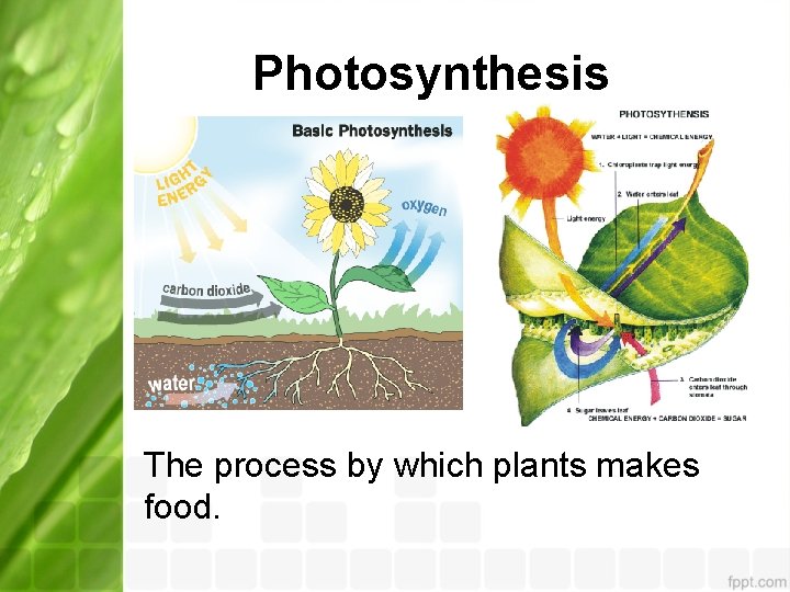 Photosynthesis The process by which plants makes food. 