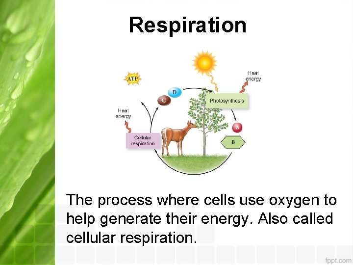 Respiration The process where cells use oxygen to help generate their energy. Also called