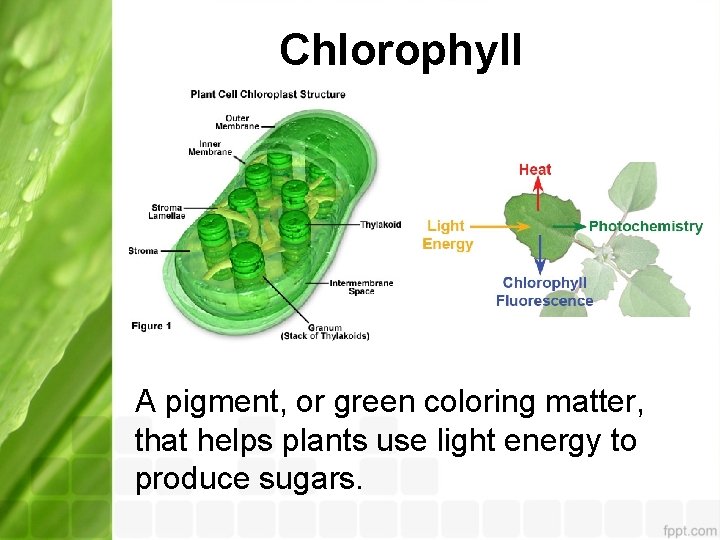 Chlorophyll A pigment, or green coloring matter, that helps plants use light energy to