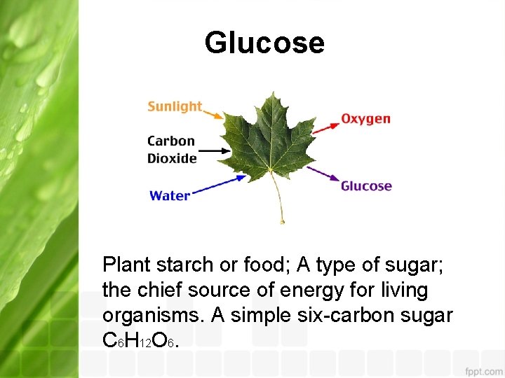 Glucose Plant starch or food; A type of sugar; the chief source of energy