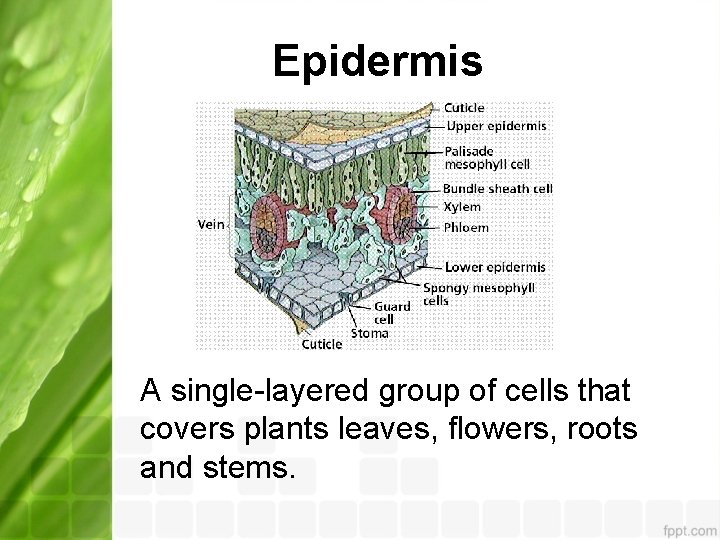 Epidermis A single-layered group of cells that covers plants leaves, flowers, roots and stems.