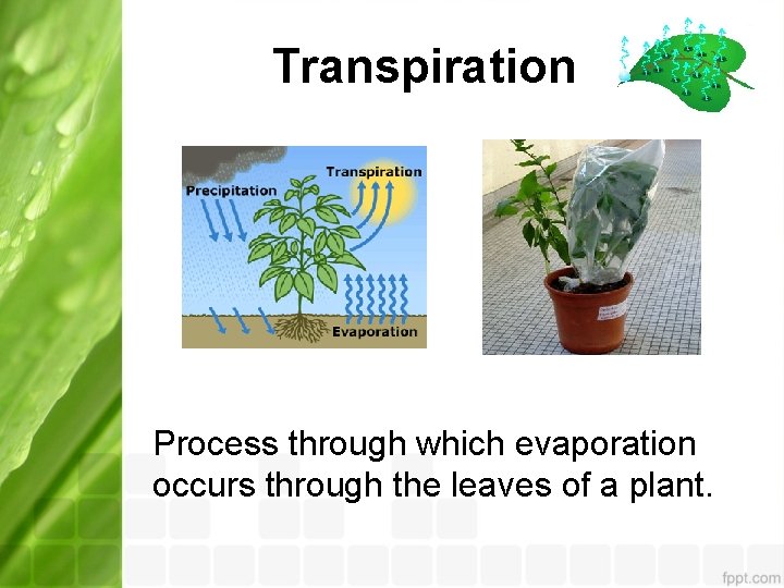 Transpiration Process through which evaporation occurs through the leaves of a plant. 