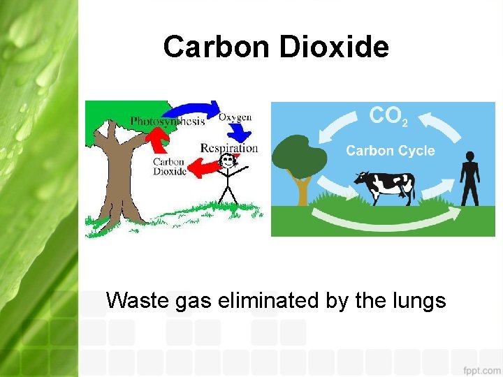 Carbon Dioxide Waste gas eliminated by the lungs 