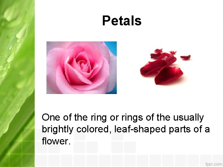 Petals One of the ring or rings of the usually brightly colored, leaf-shaped parts