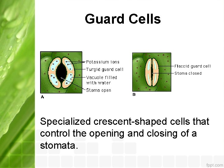Guard Cells Specialized crescent-shaped cells that control the opening and closing of a stomata.