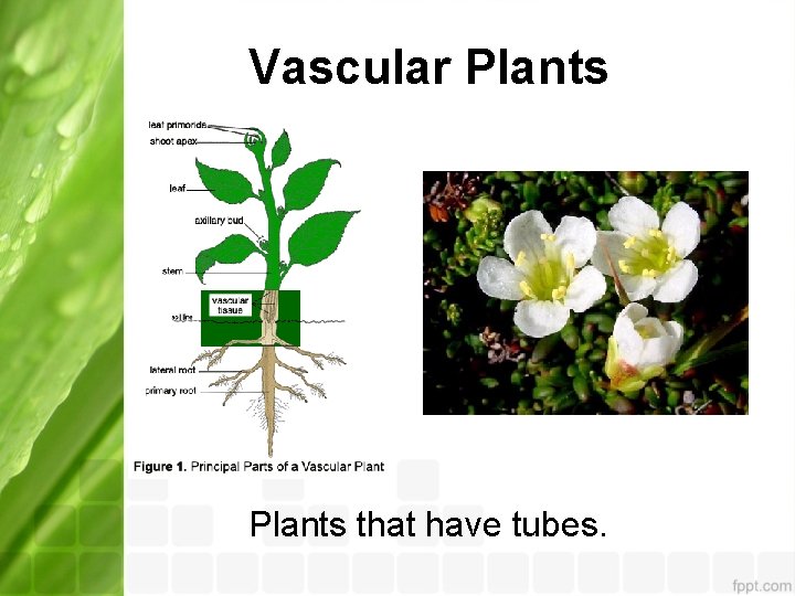 Vascular Plants that have tubes. 