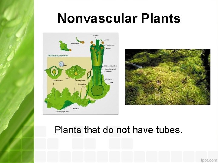 Nonvascular Plants that do not have tubes. 