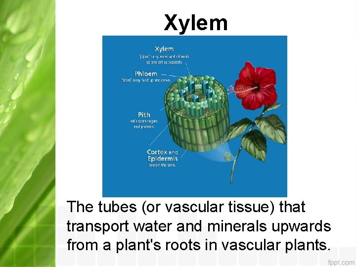 Xylem The tubes (or vascular tissue) that transport water and minerals upwards from a