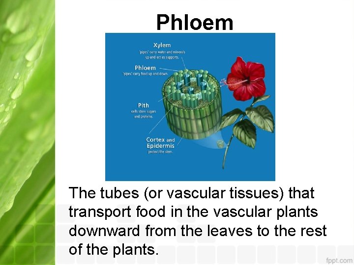 Phloem The tubes (or vascular tissues) that transport food in the vascular plants downward