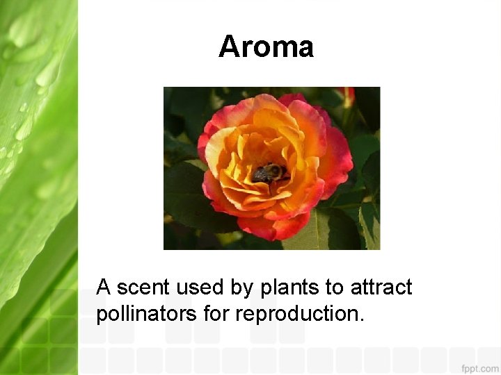 Aroma A scent used by plants to attract pollinators for reproduction. 