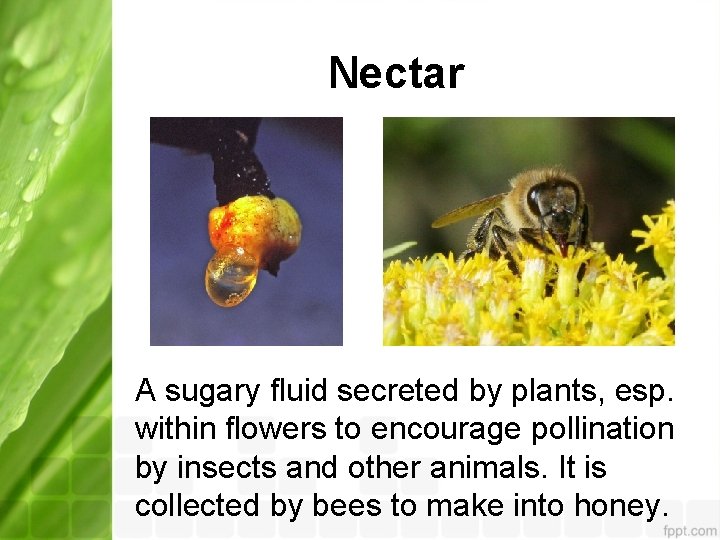 Nectar A sugary fluid secreted by plants, esp. within flowers to encourage pollination by