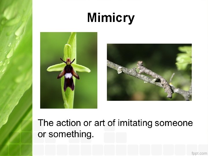 Mimicry 