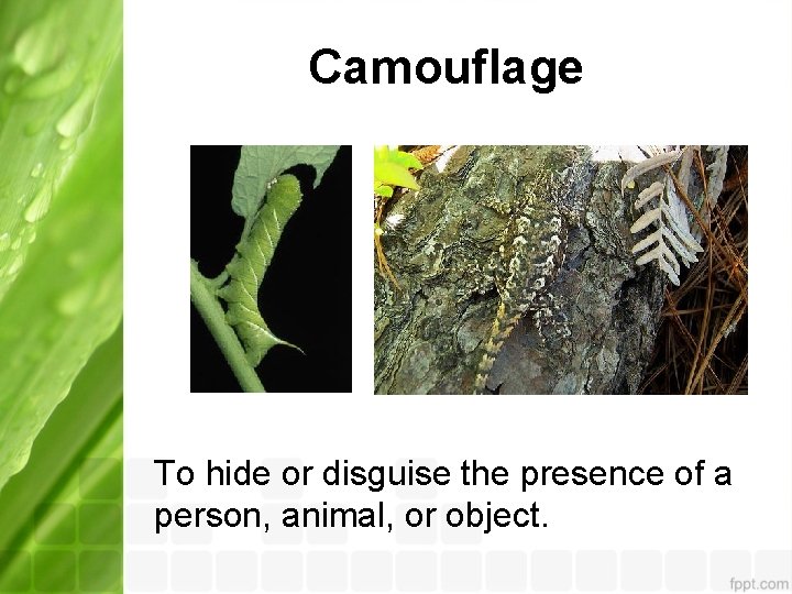 Camouflage To hide or disguise the presence of a person, animal, or object. 