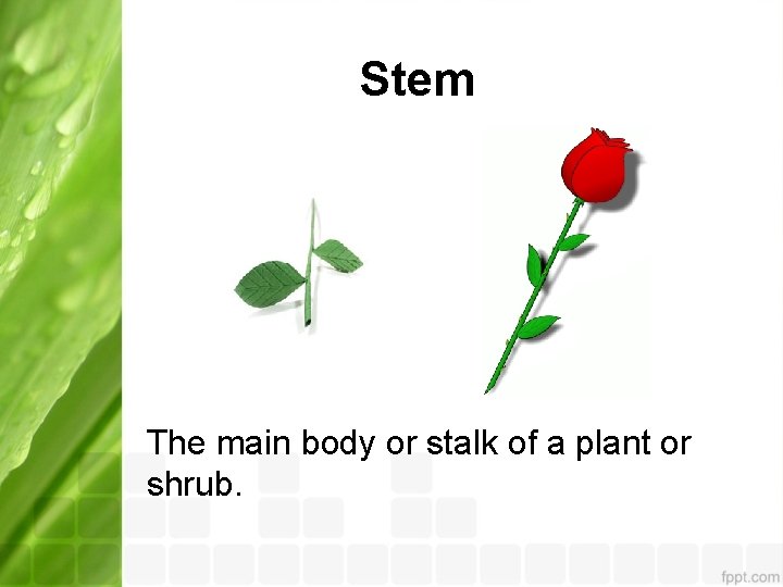 Stem The main body or stalk of a plant or shrub. 