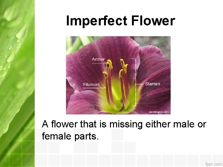Imperfect Flower A flower that is missing either male or female parts. 