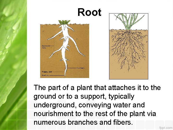 Root The part of a plant that attaches it to the ground or to