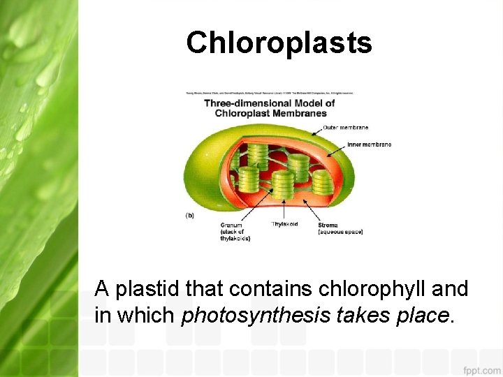 Chloroplasts A plastid that contains chlorophyll and in which photosynthesis takes place. 