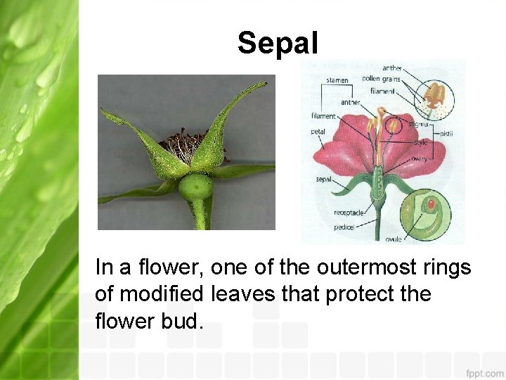 Sepal In a flower, one of the outermost rings of modified leaves that protect