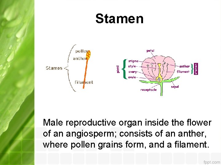 Stamen Male reproductive organ inside the flower of an angiosperm; consists of an anther,