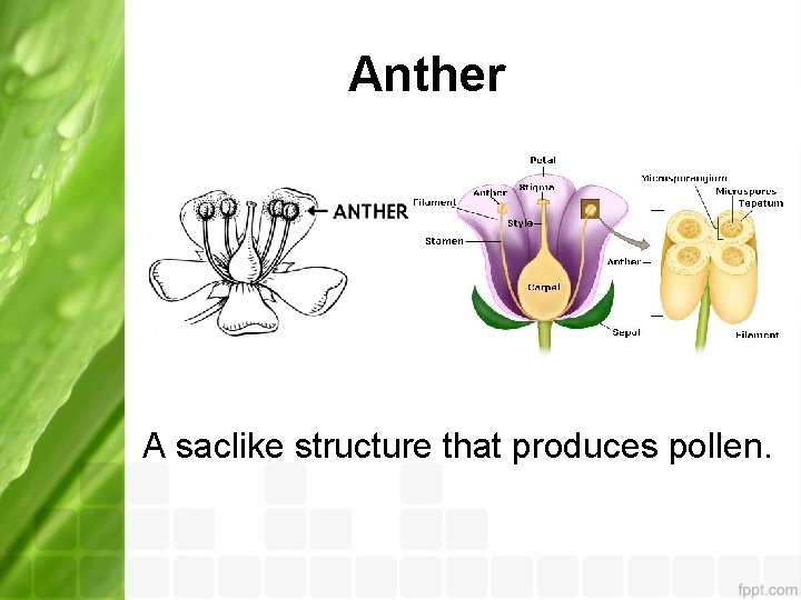 Anther A saclike structure that produces pollen. 