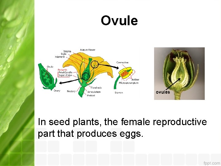 Ovule In seed plants, the female reproductive part that produces eggs. 