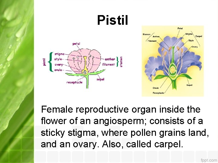 Pistil Female reproductive organ inside the flower of an angiosperm; consists of a sticky