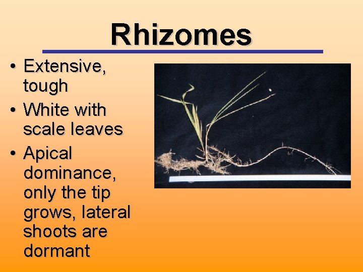 Rhizomes • Extensive, tough • White with scale leaves • Apical dominance, only the