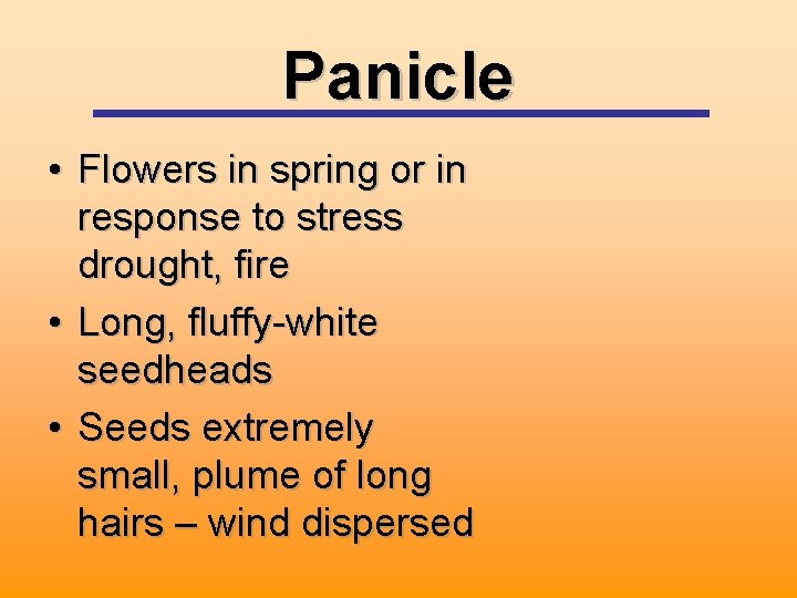 Panicle • Flowers in spring or in response to stress drought, fire • Long,