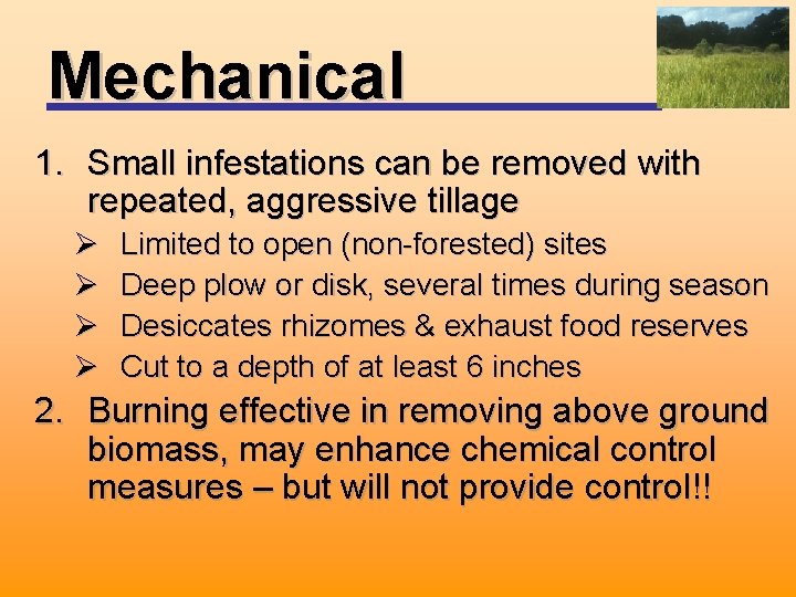 Mechanical 1. Small infestations can be removed with repeated, aggressive tillage Ø Ø Limited