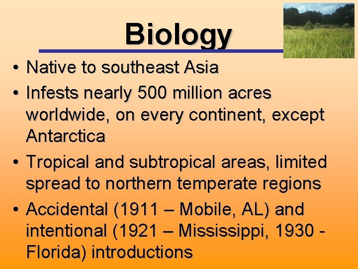 Biology • Native to southeast Asia • Infests nearly 500 million acres worldwide, on