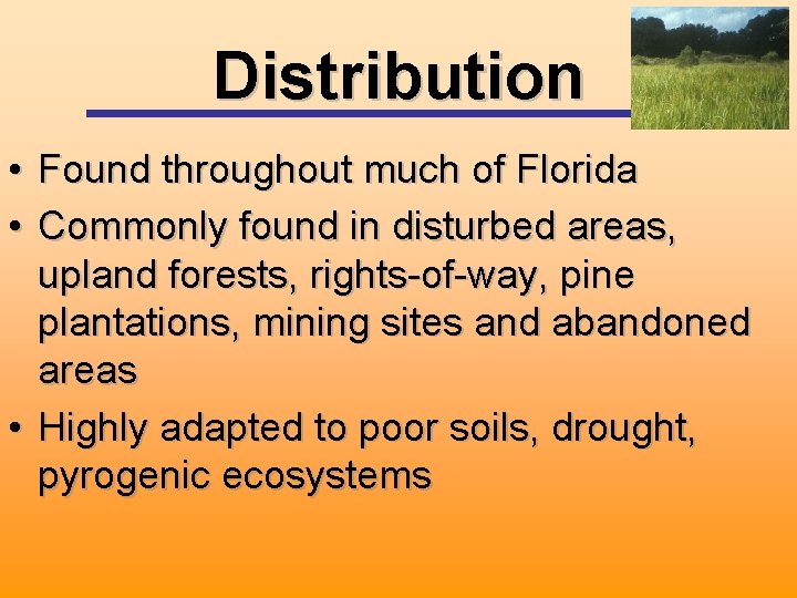 Distribution • Found throughout much of Florida • Commonly found in disturbed areas, upland