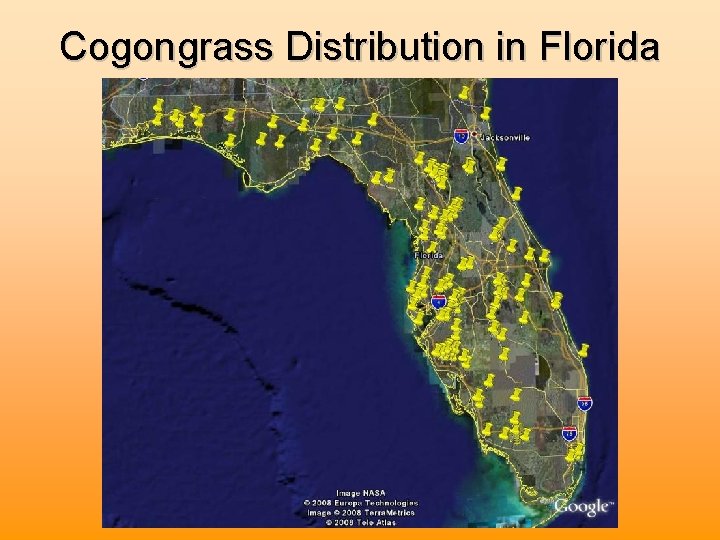 Cogongrass Distribution in Florida 